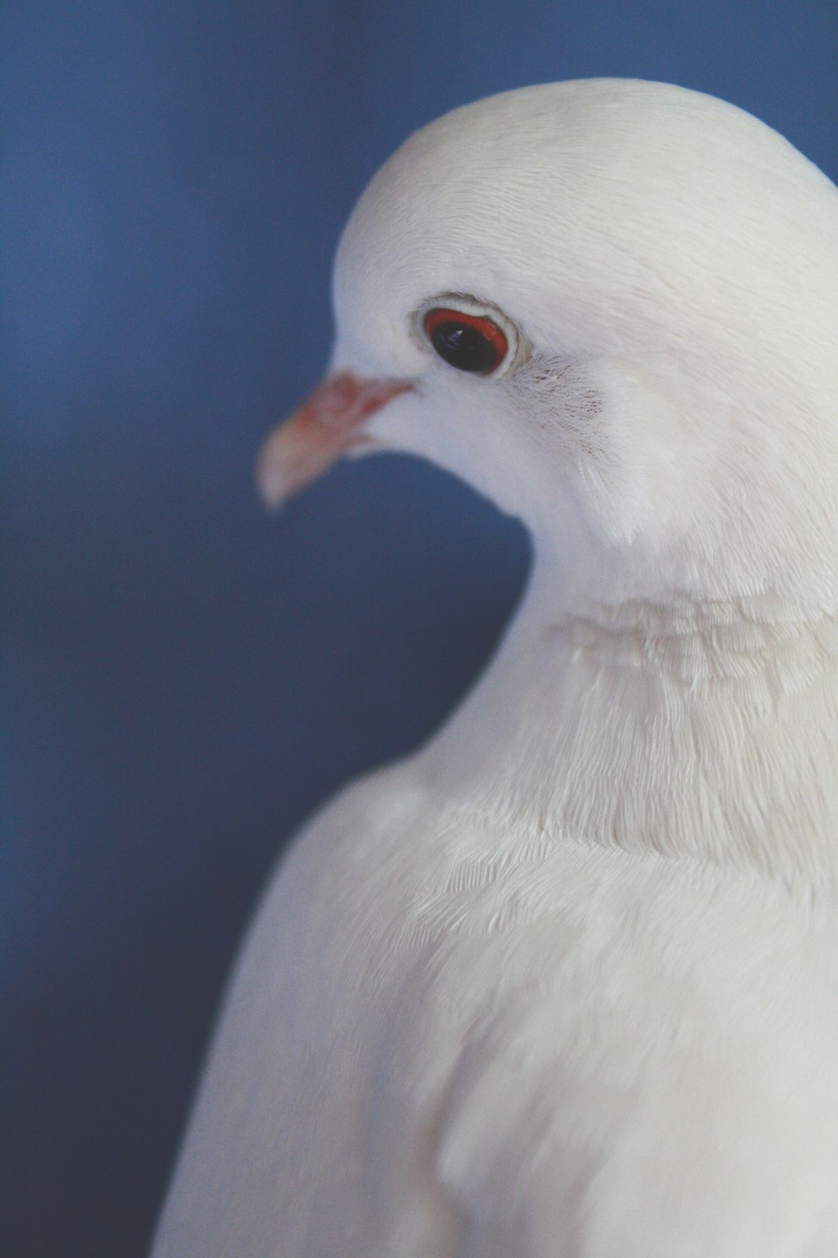 White dove against a navy blue background